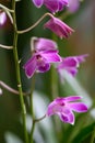 Orchid, Dendrobium Berry Oda. purple flowers Royalty Free Stock Photo